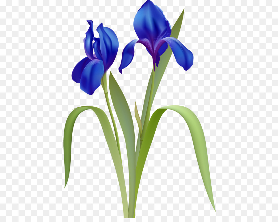 Flor De íris，Roxo PNG