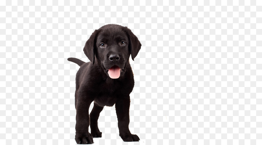 Filhote De Cachorro，Cachorro PNG