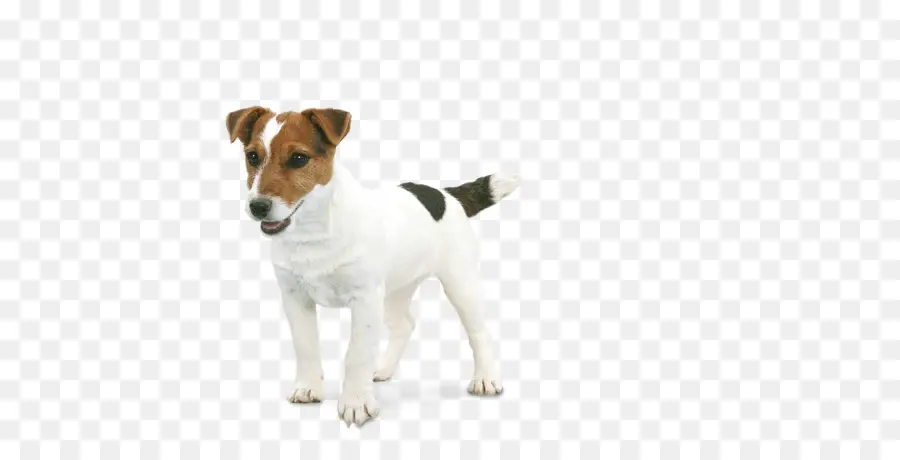 Russell Terrier，Jack Russell Terrier PNG