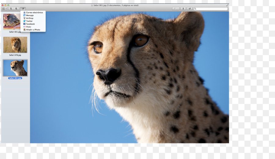 Cheetah，Bigodes PNG