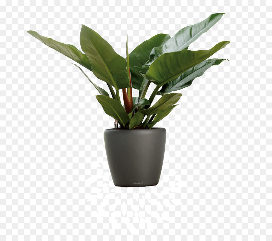 Plantar，Verde PNG