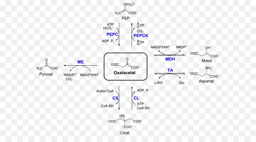 Oxaloacetato，Químico PNG