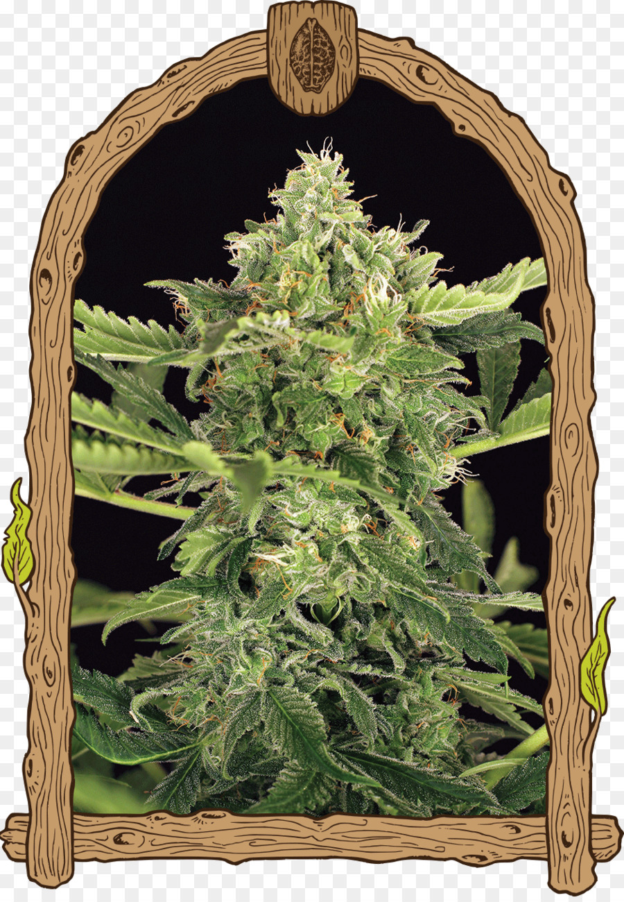 Cannabis，Maconha PNG