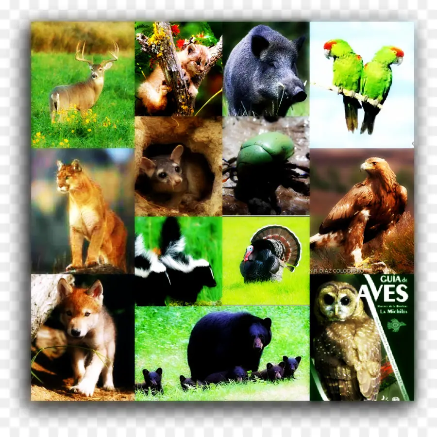 Animais Selvagens，Natureza PNG