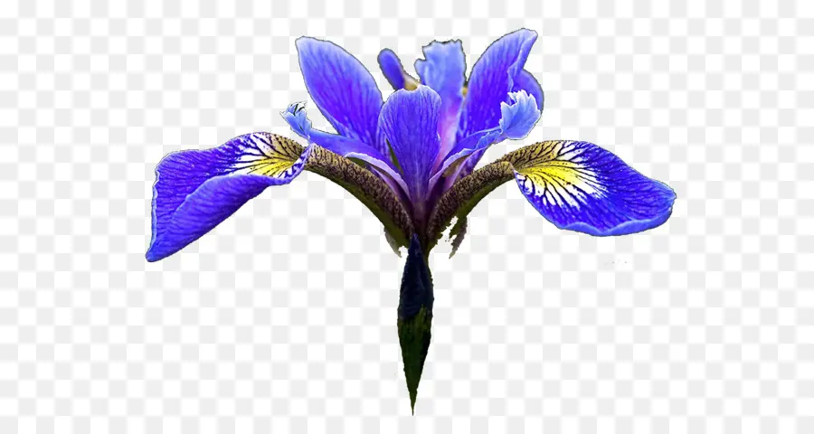 Norte Da Bandeira Azul，Flor De Iris Conjunto De Dados PNG
