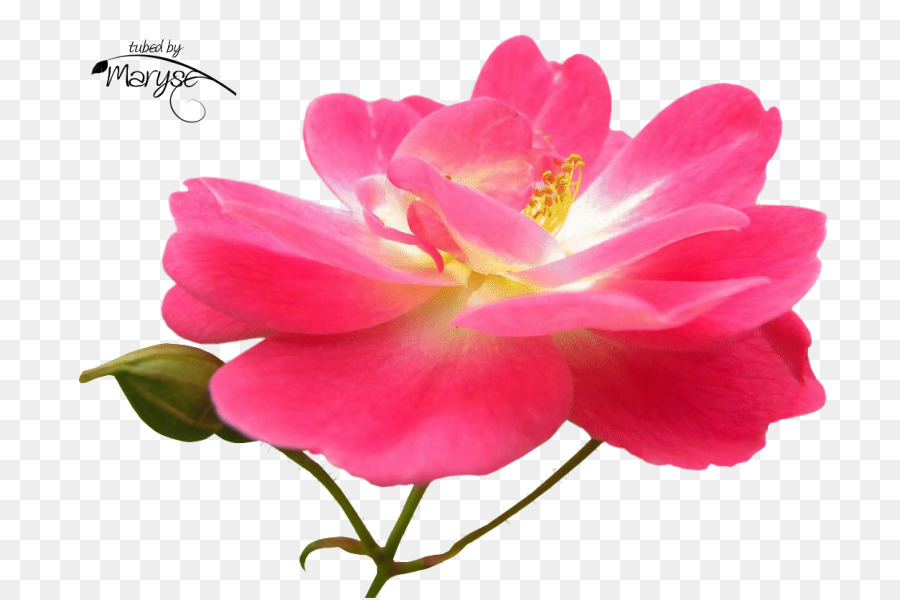 Floribunda，As Rosas Do Jardim PNG