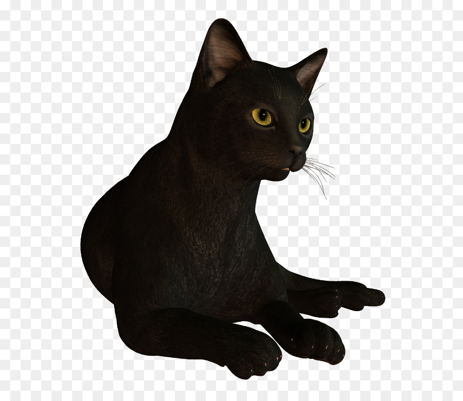 Gato Preto，Bombay Gato PNG