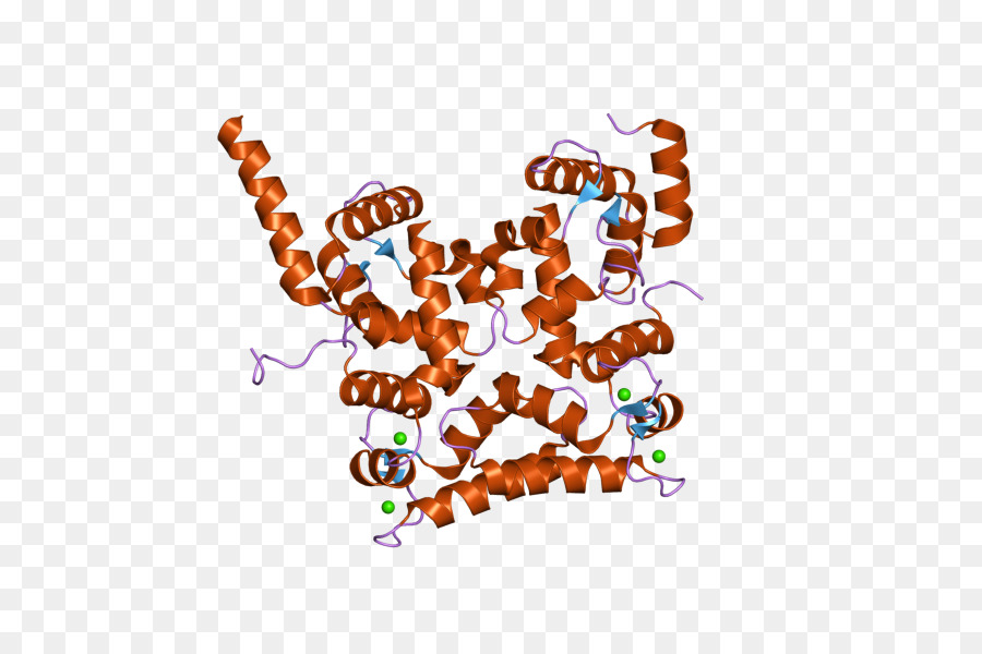Calcineurin B Homólogo Da Proteína 1，Calcineurin PNG
