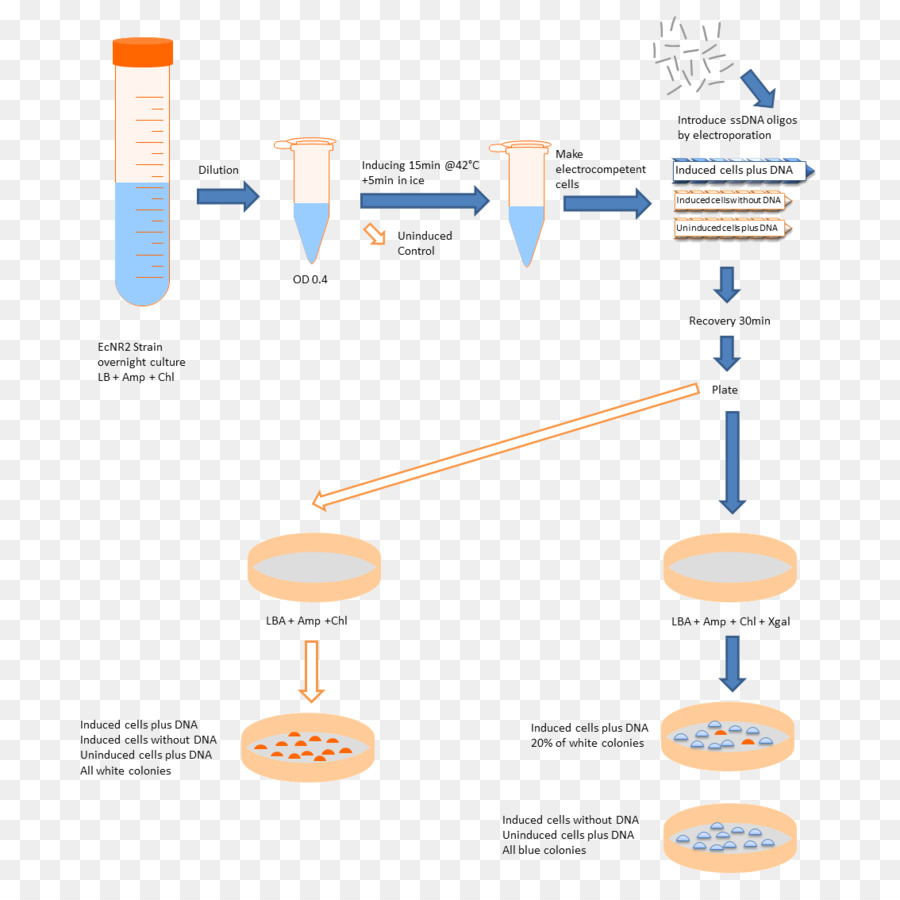 Diagrama Científico，Experimentar PNG