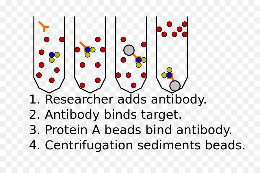 Tubos De Centrífuga，Anticorpo PNG