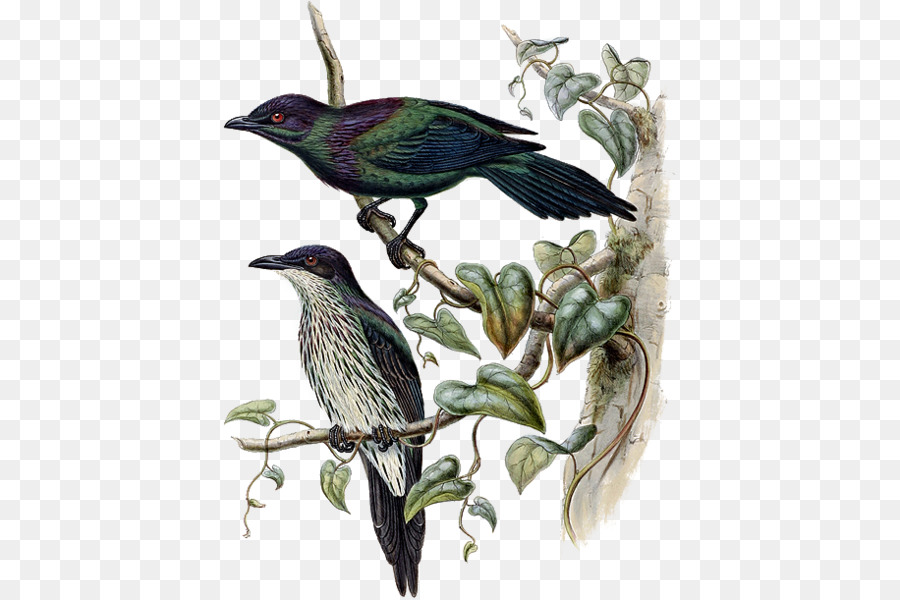 Comum Starling，Bico PNG