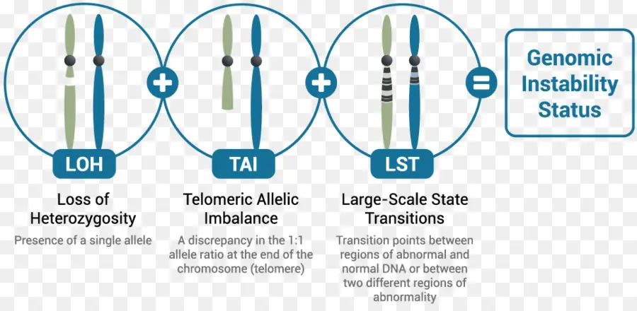 Perda De Heterozigose，Uma Miríade De Genética PNG