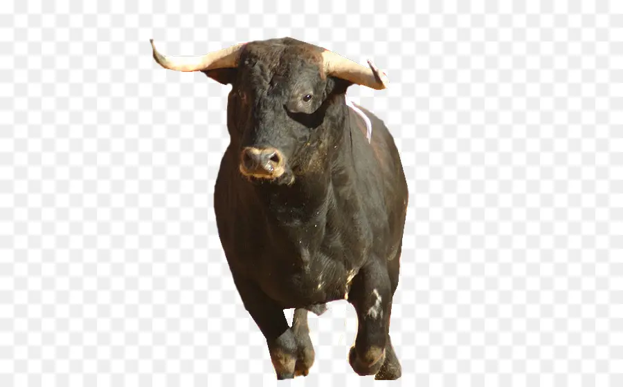 Bull，Spanishstyle De Touradas PNG