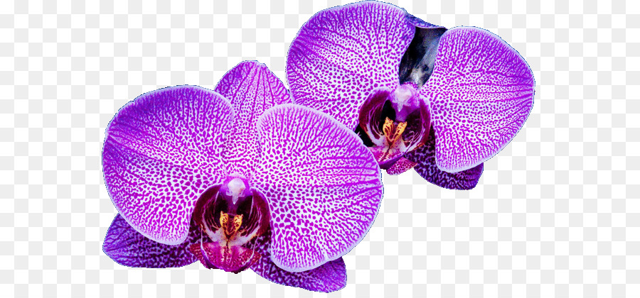 Orquídea，Rosa PNG