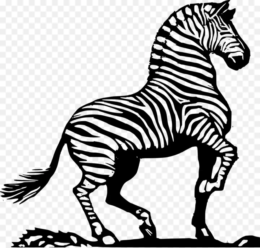 Zebra，Listras PNG