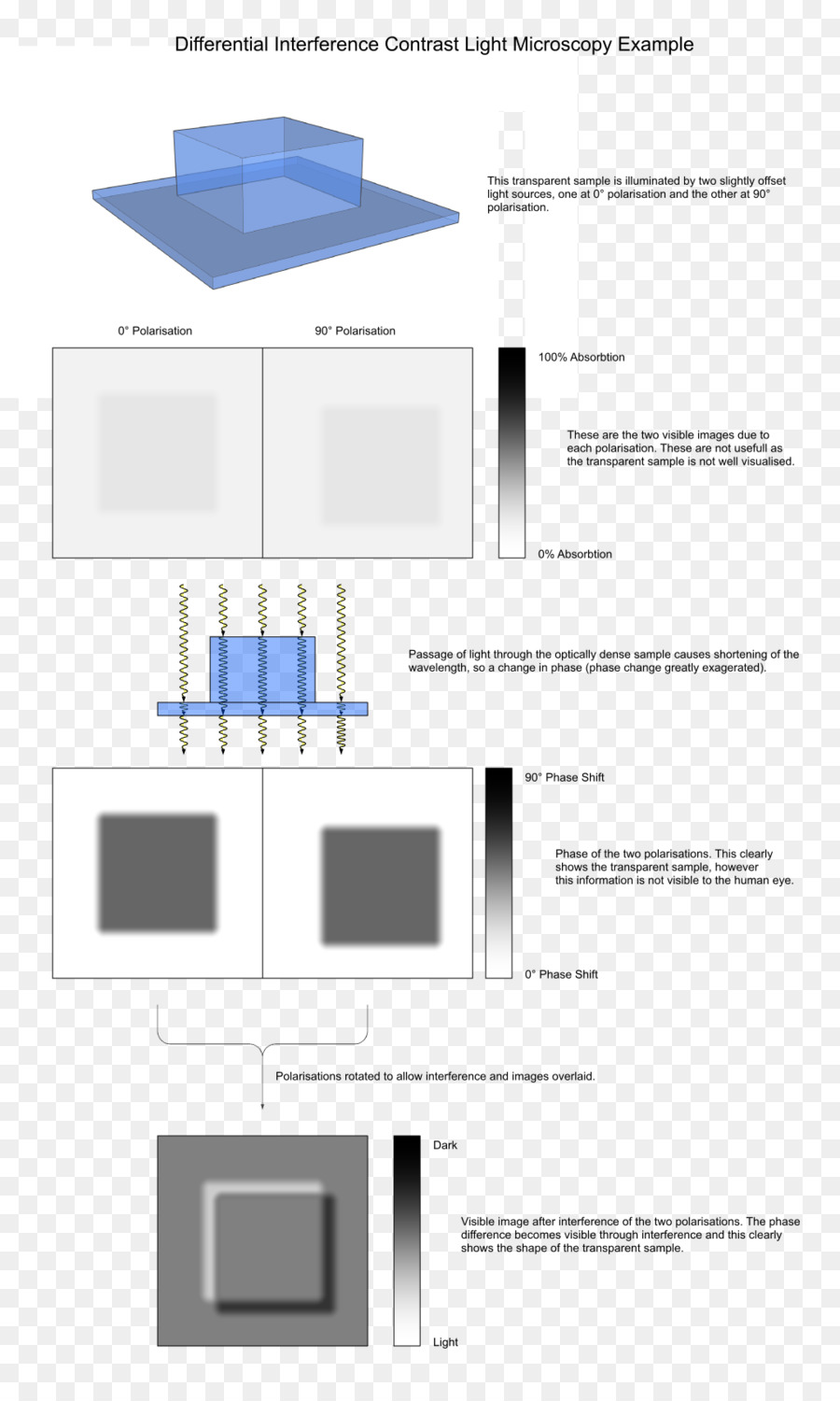 Luz，Diferencial De Interferência Microscopia De Contraste PNG