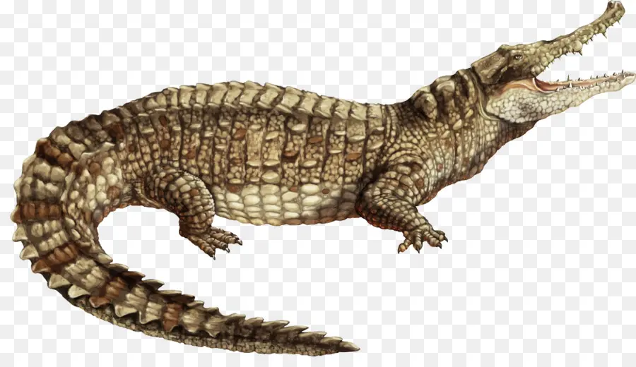 Crocodilo Do Nilo，Jacaré PNG