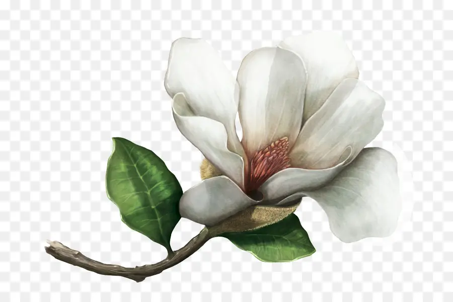 Sul Magnolia，Magnolia Colombiana PNG