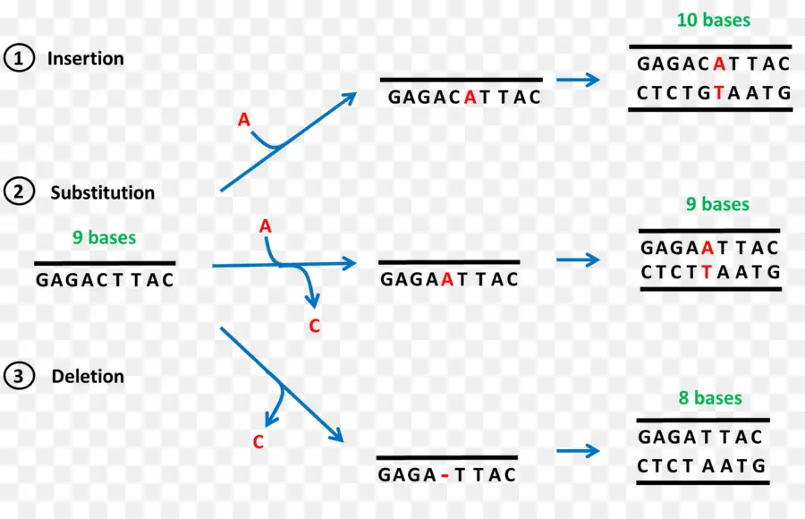 Mutação，Frameshift Mutation PNG