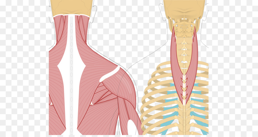 Anatomia Humana，Músculos PNG