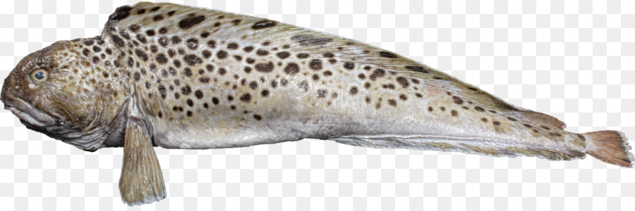 Peixe，Mar PNG