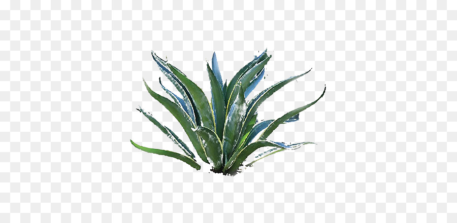 Planta De Agave，Suculenta PNG