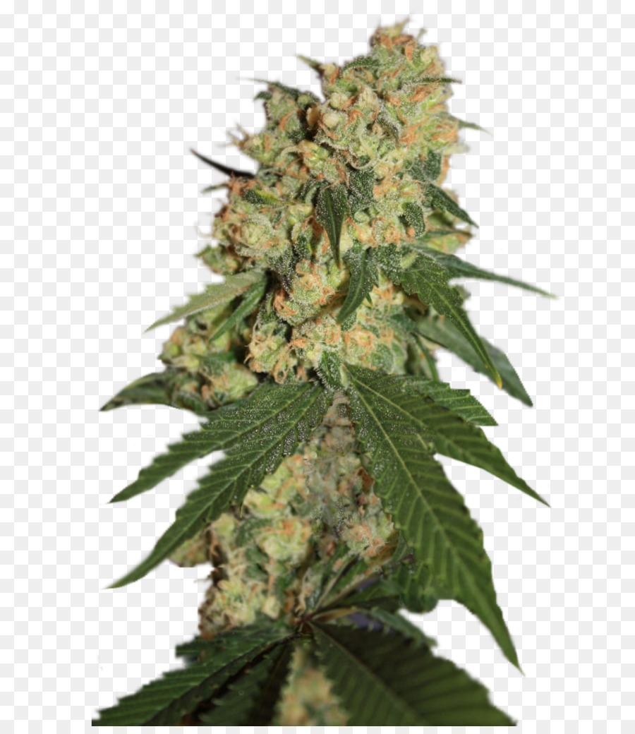 Cannabis，Semente PNG