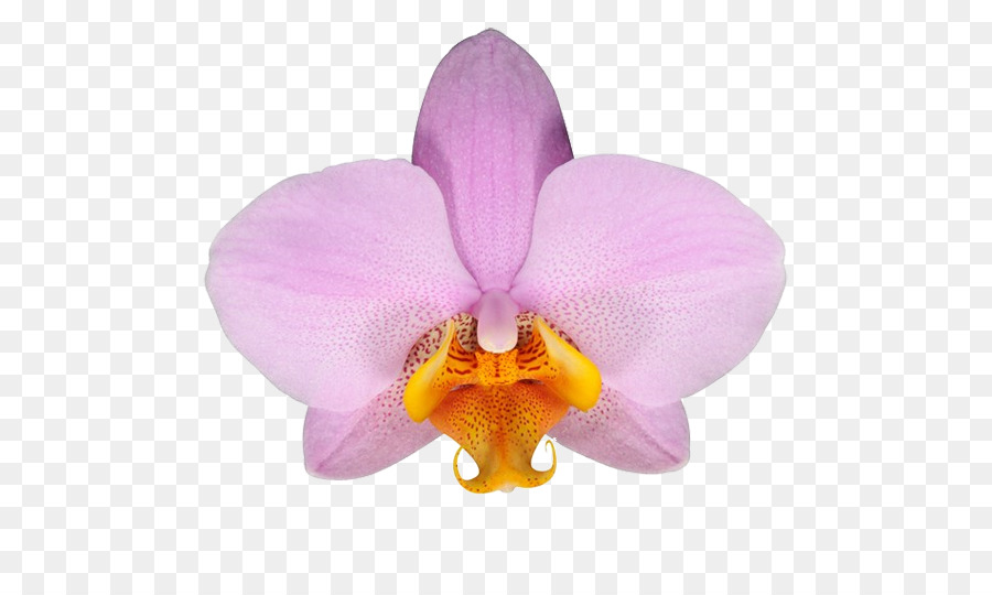 Orquídea，Rosa PNG