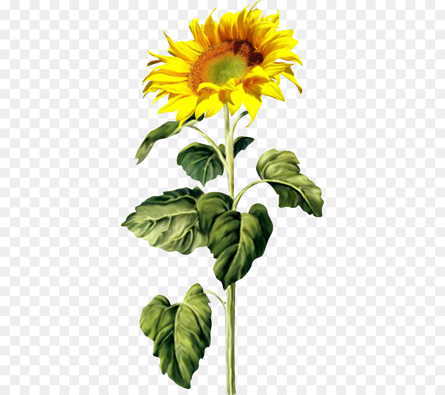 Comum De Girassol，Flor PNG