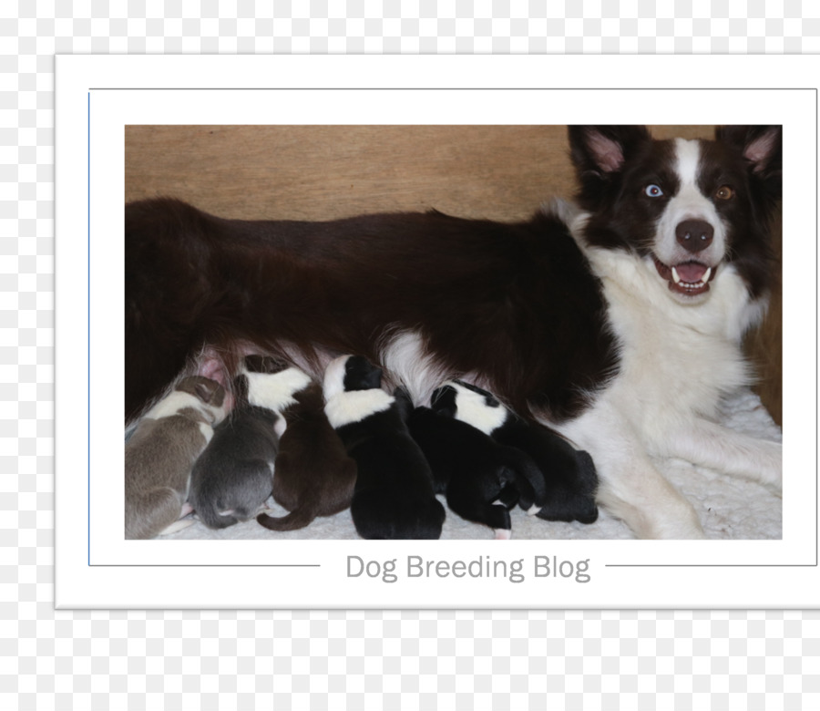 Border Collie，Karelian Bear Dog PNG