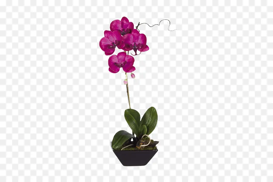 Traça Orquídeas，Flowerpot PNG