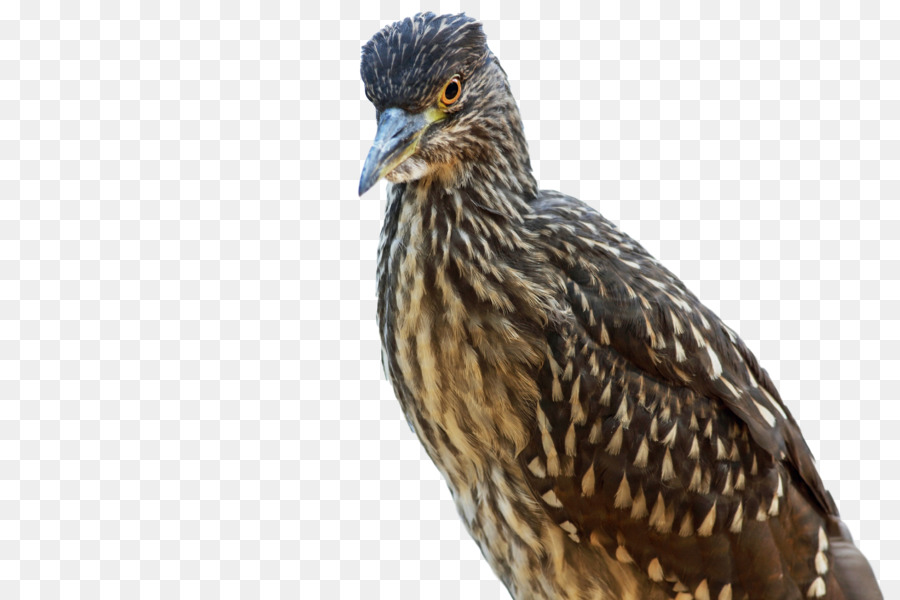 Bico，Aves PNG