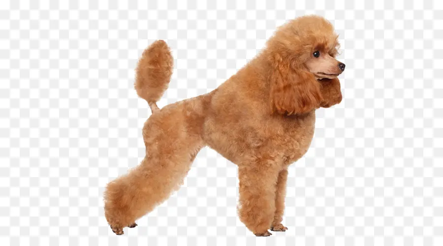 Poodle，Toy Poodle PNG