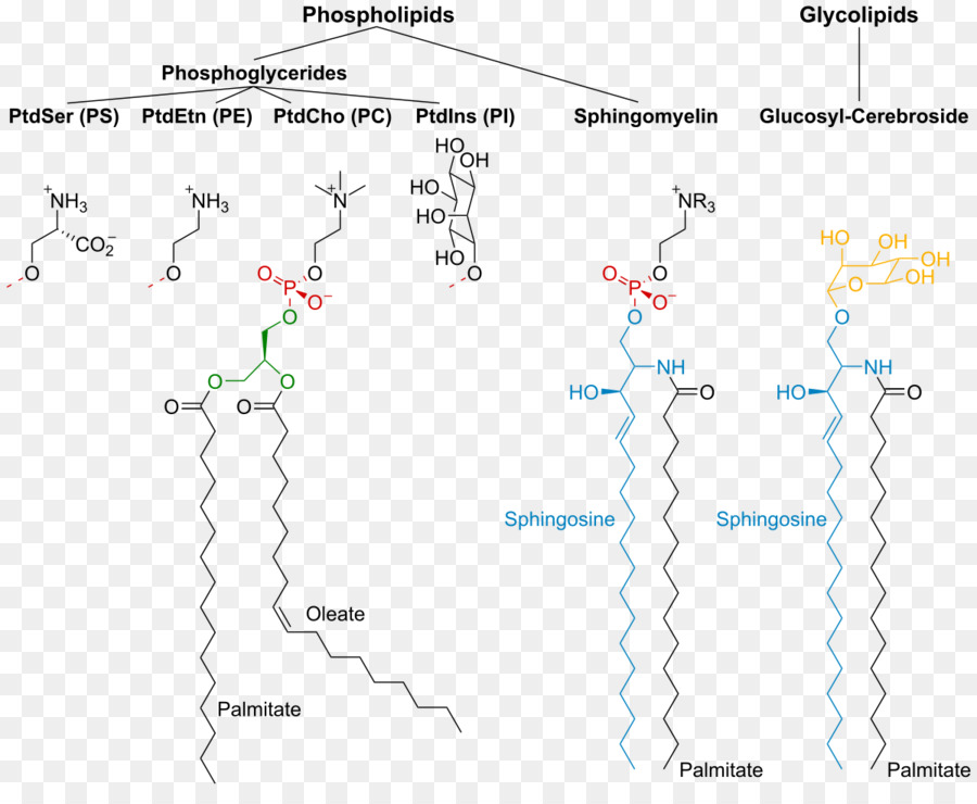 Esfingolipídios，Ceramida PNG