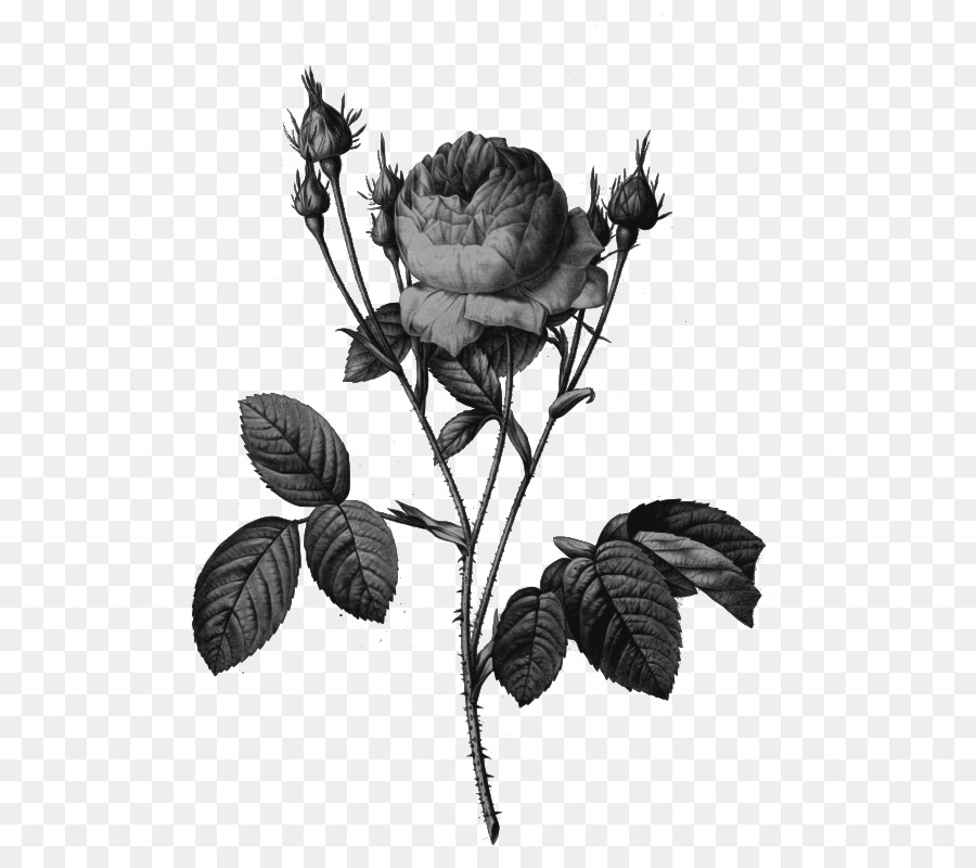 Rosas Negras，Folhas PNG