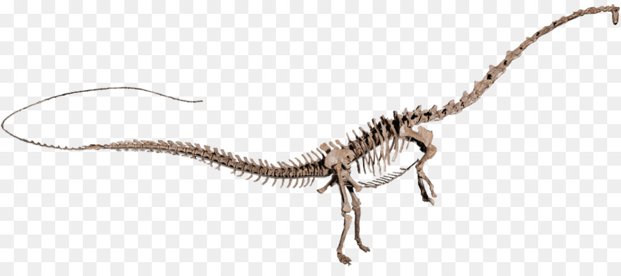 Amphicoelias，Velociraptor PNG