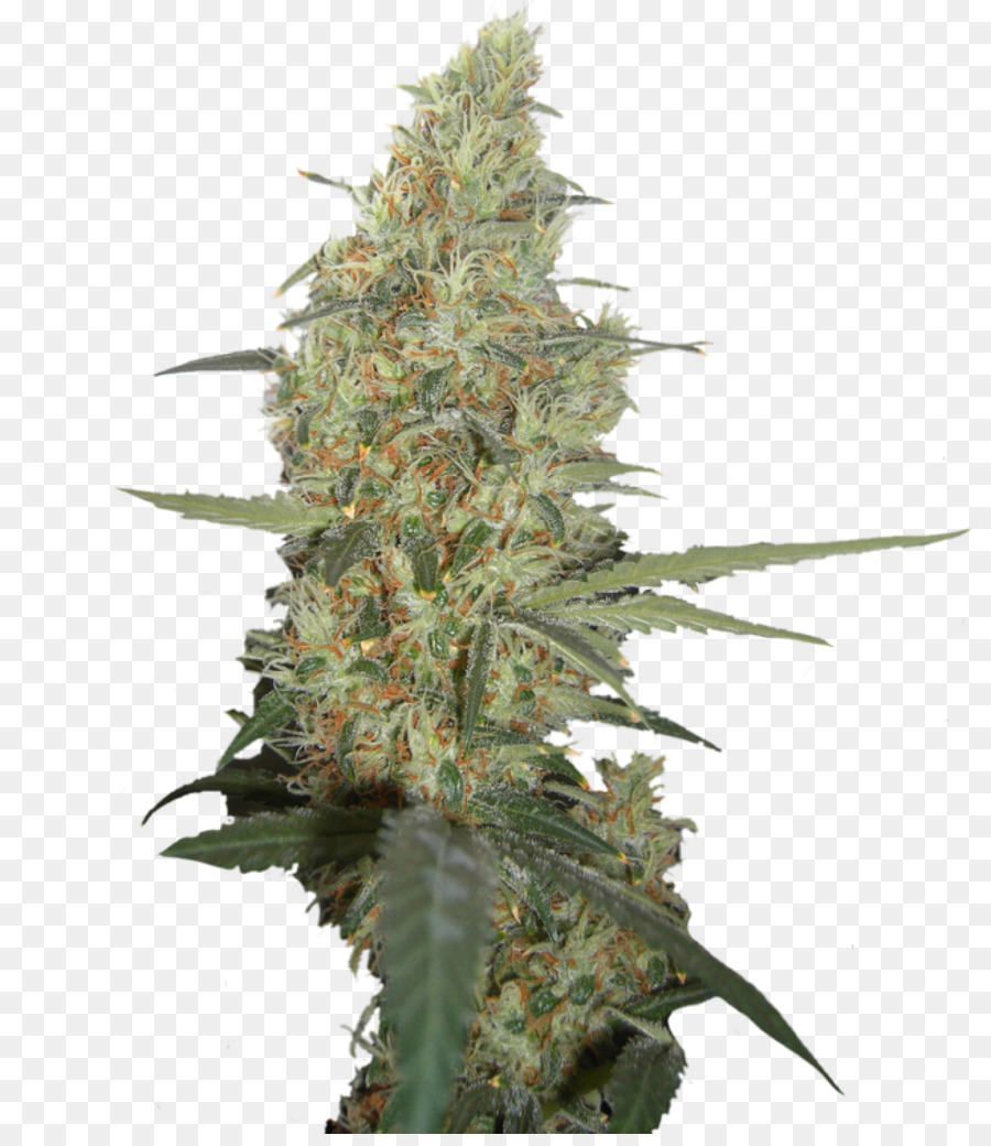 Cannabis，Cannabis Cup PNG