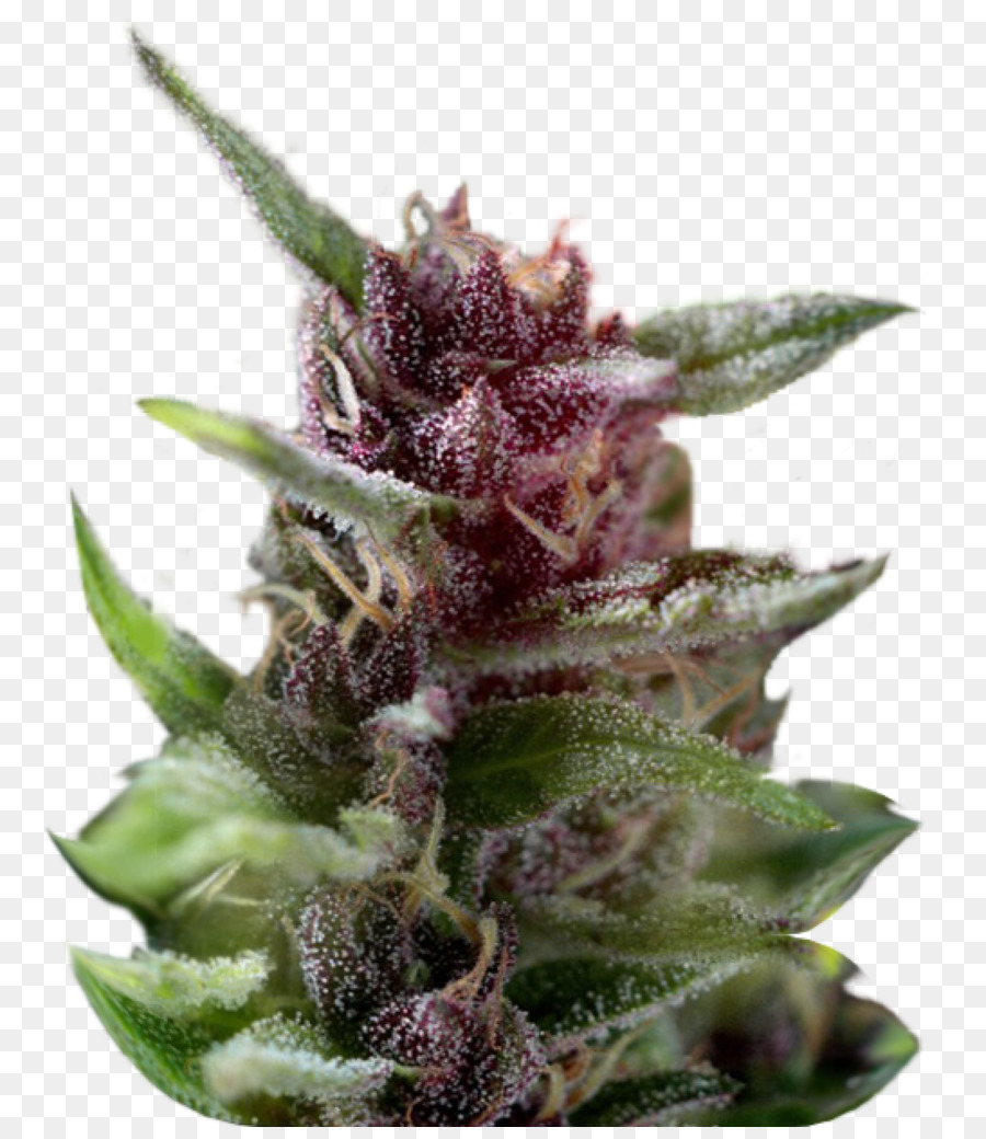 Cannabis，Viúva Branca PNG