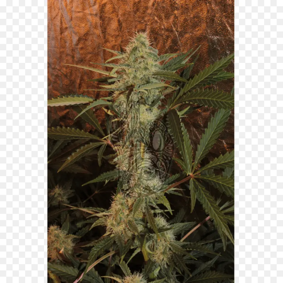 Planta De Cannabis，Maconha PNG