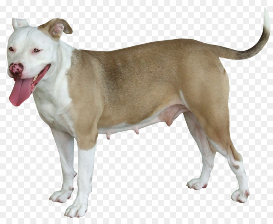American Pit Bull Terrier，Bull E Terrier PNG