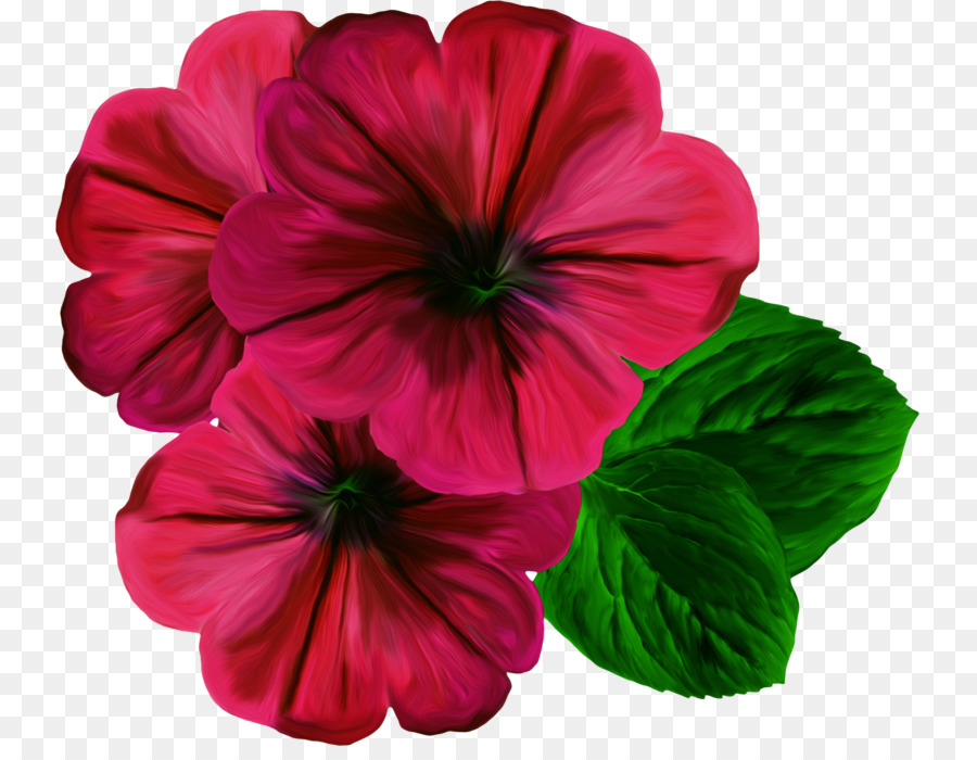 Flor，Cor PNG