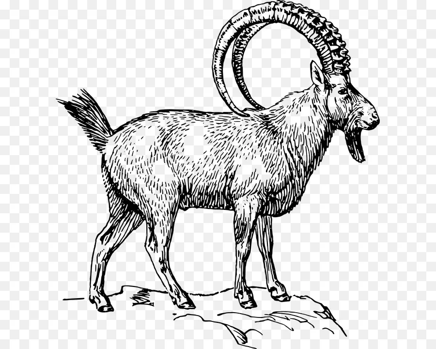 Alpine Ibex，Desenho PNG