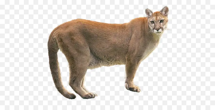 Puma，Selvagem PNG