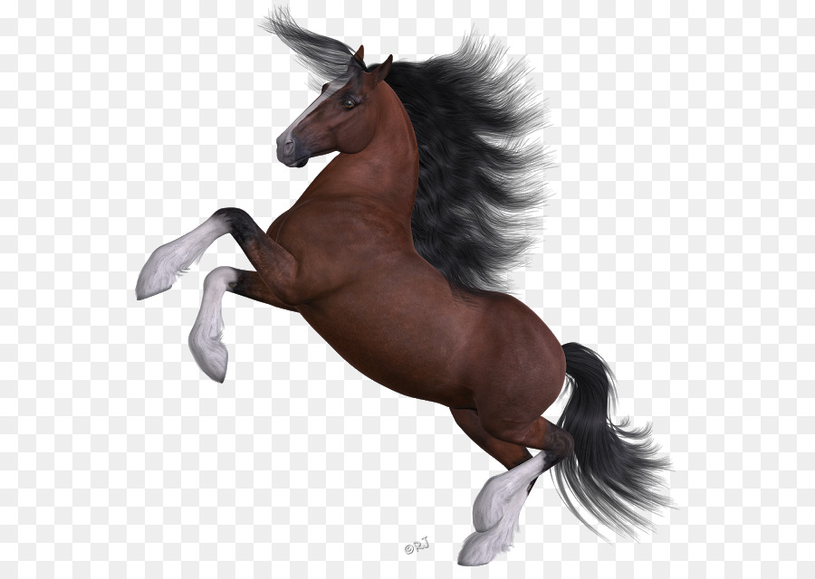 Cavalo Preto，Equino PNG