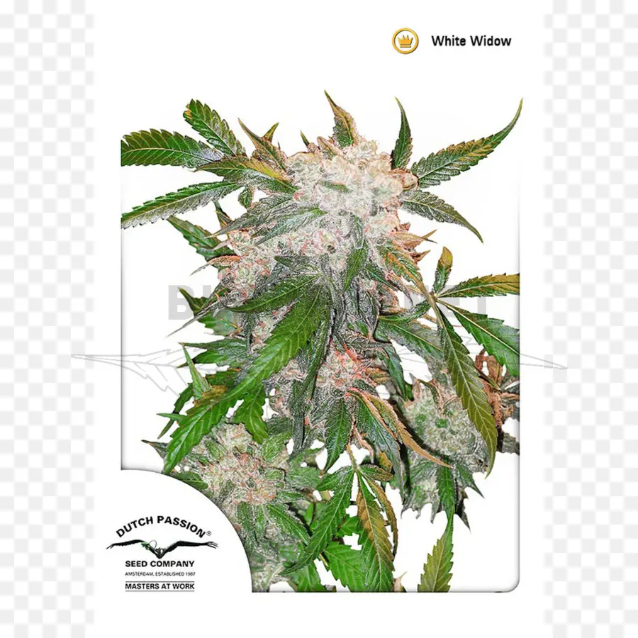 Planta De Cannabis，Maconha PNG