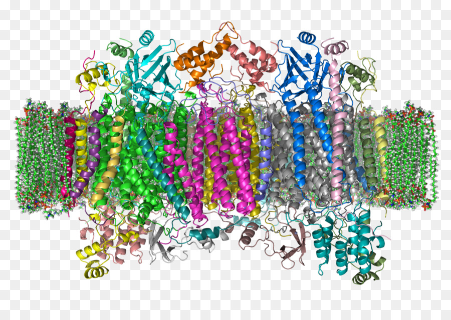 Intermembrane Espaço，Citocromo C Oxidase PNG