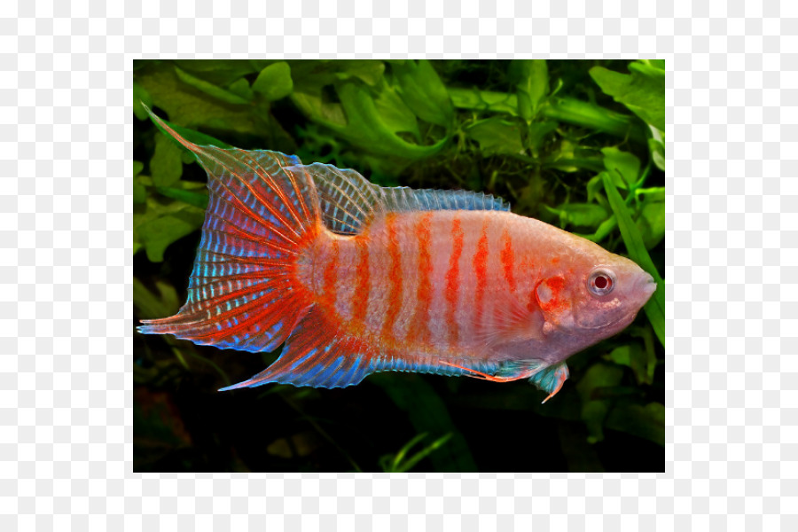 Peixe Colorido，Aquário PNG