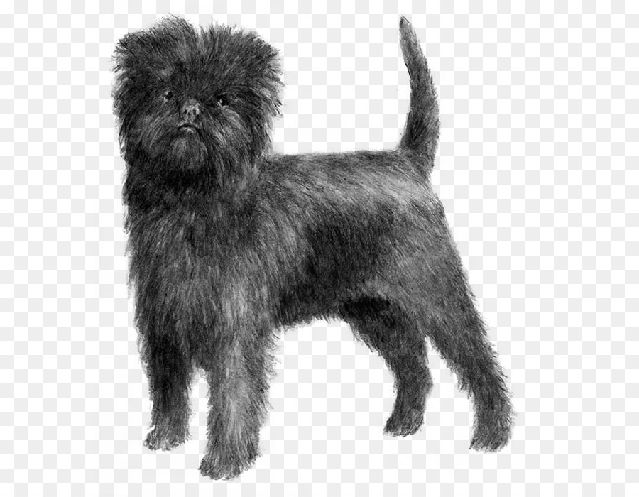 Affenpinscher，Griffon Bruxellois PNG