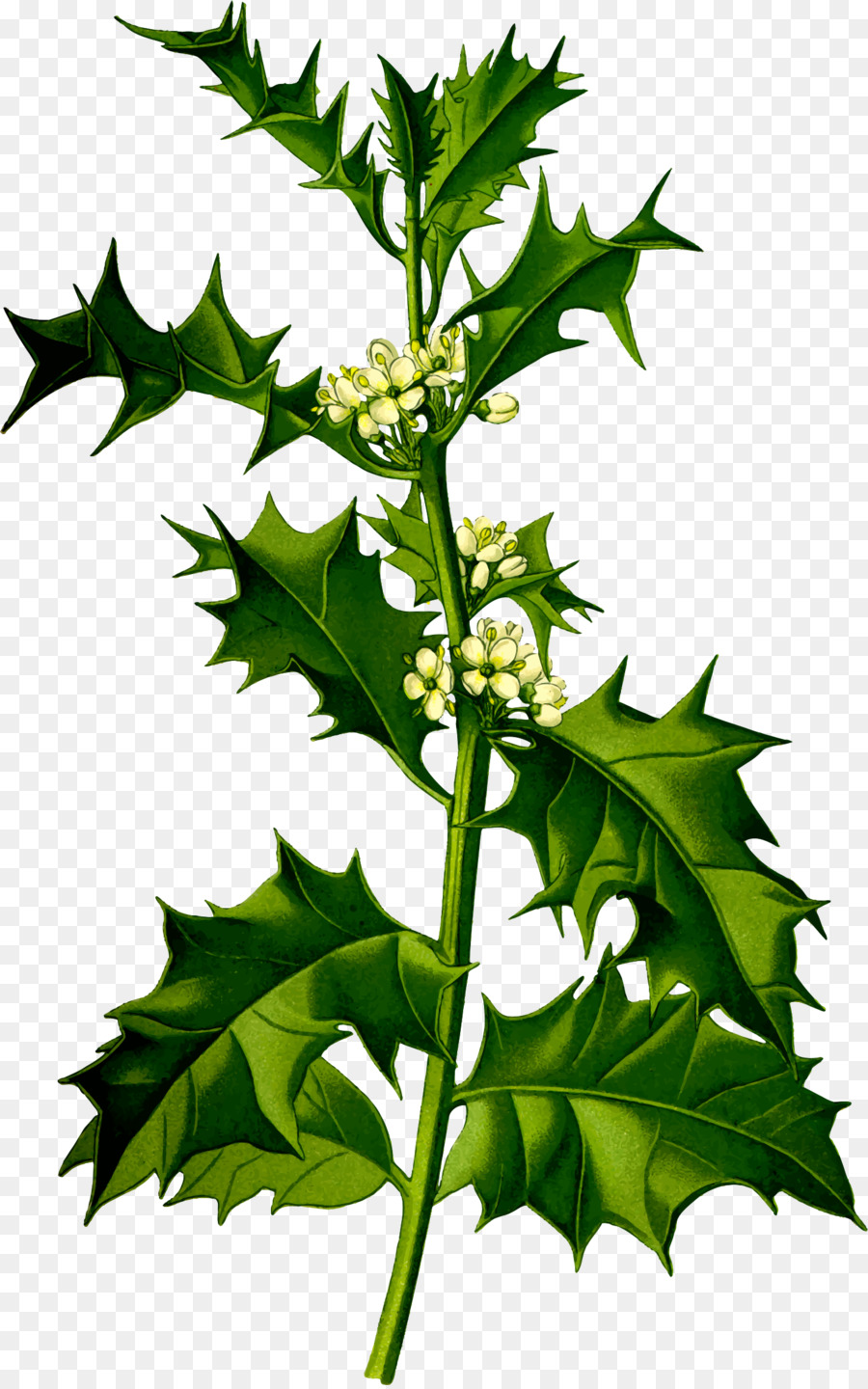 Comum Holly，Planta PNG