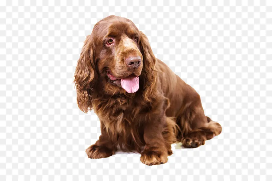 Sussex Spaniel，Clumber Spaniel PNG